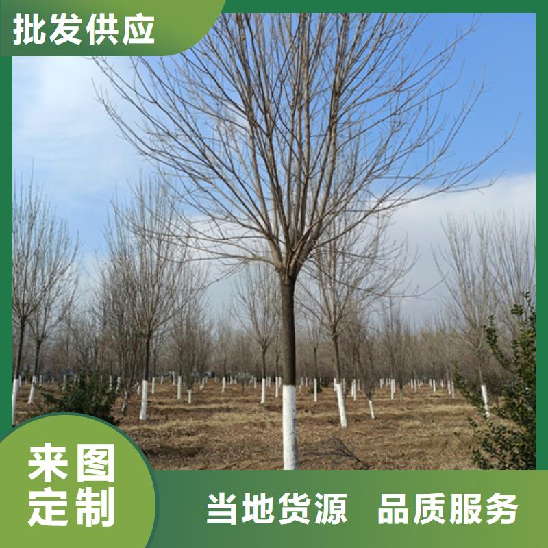 法桐白蜡实拍品质保障