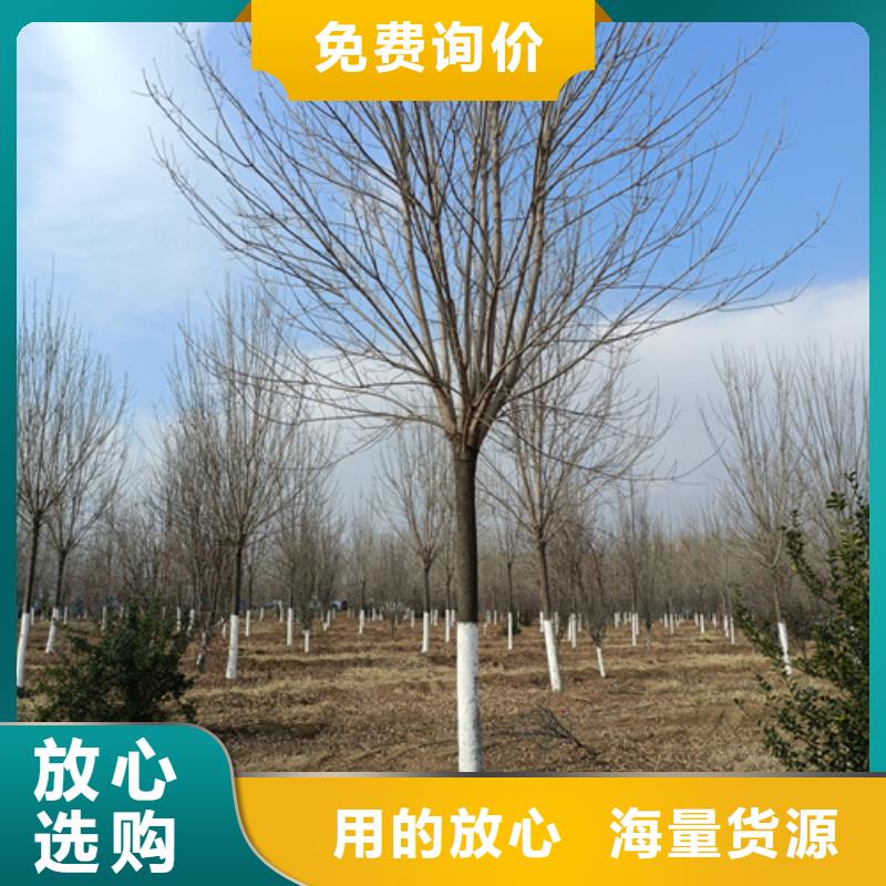 法桐,黄金槐好产品好服务