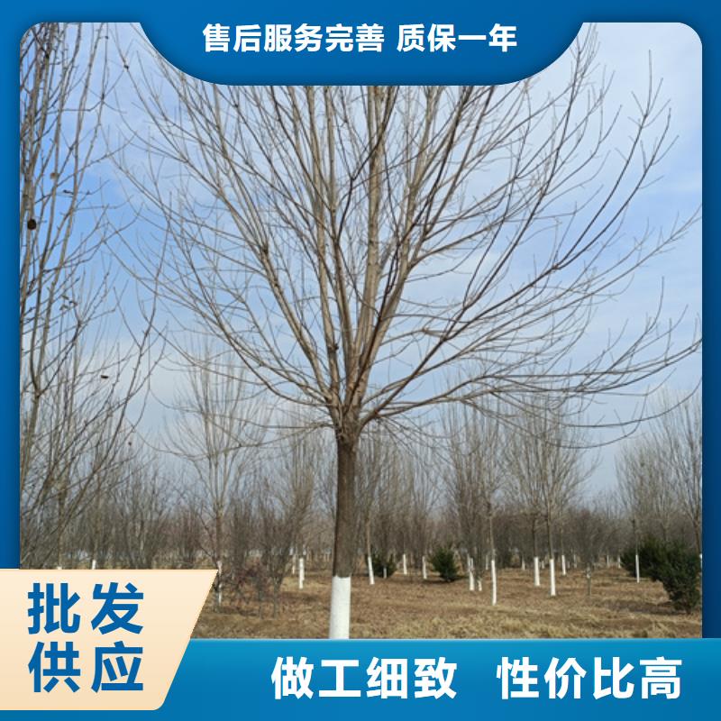 法桐秋紫白蜡供应商