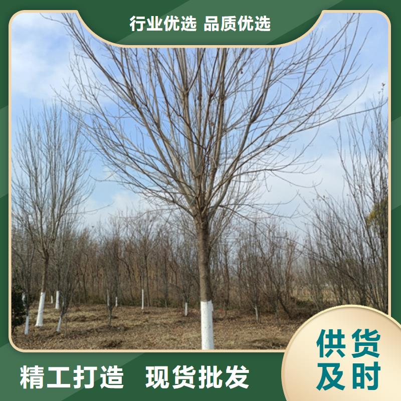 法桐五角枫支持非标定制