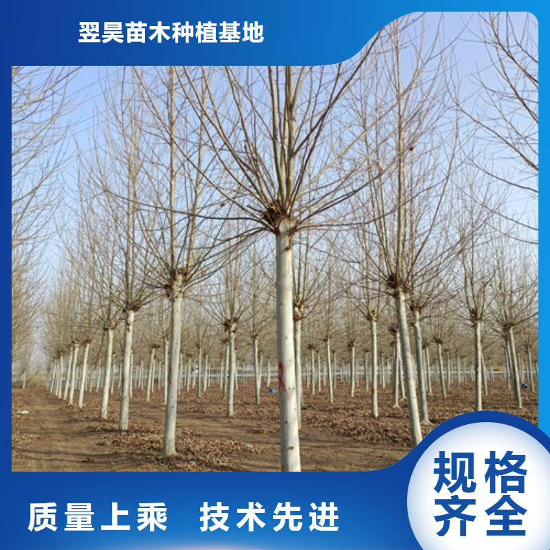 法桐美国红枫专业品质