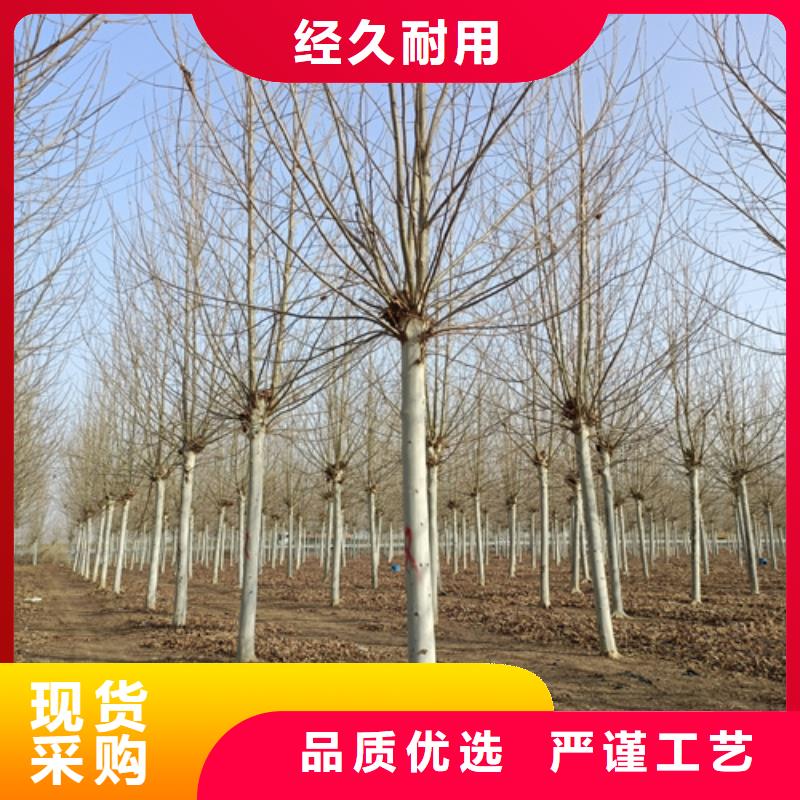 法桐截杆发帽厂家精选