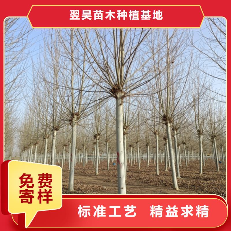 法桐【五角枫】品牌专营