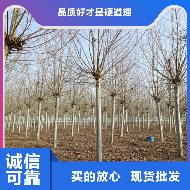 法桐白蜡应用领域