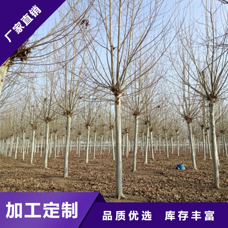 法桐五角枫选择大厂家省事省心