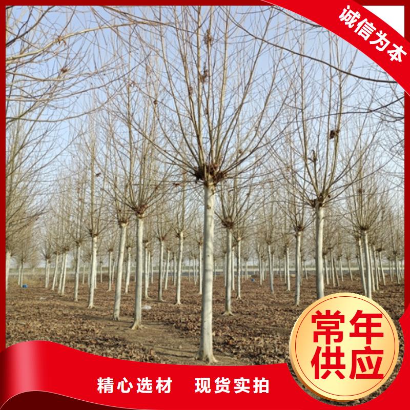 法桐_北京栾品类齐全