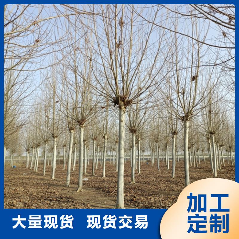 【法桐金叶槐N年专注】