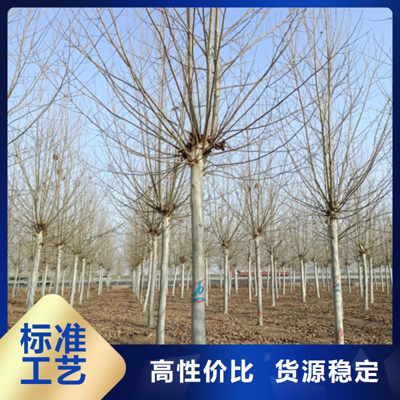 法桐国槐厂家售后完善