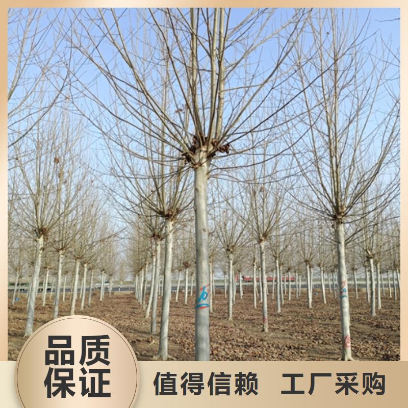 法桐美国红枫专业品质