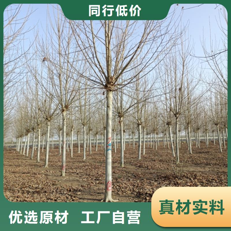 法桐黄金槐定金锁价