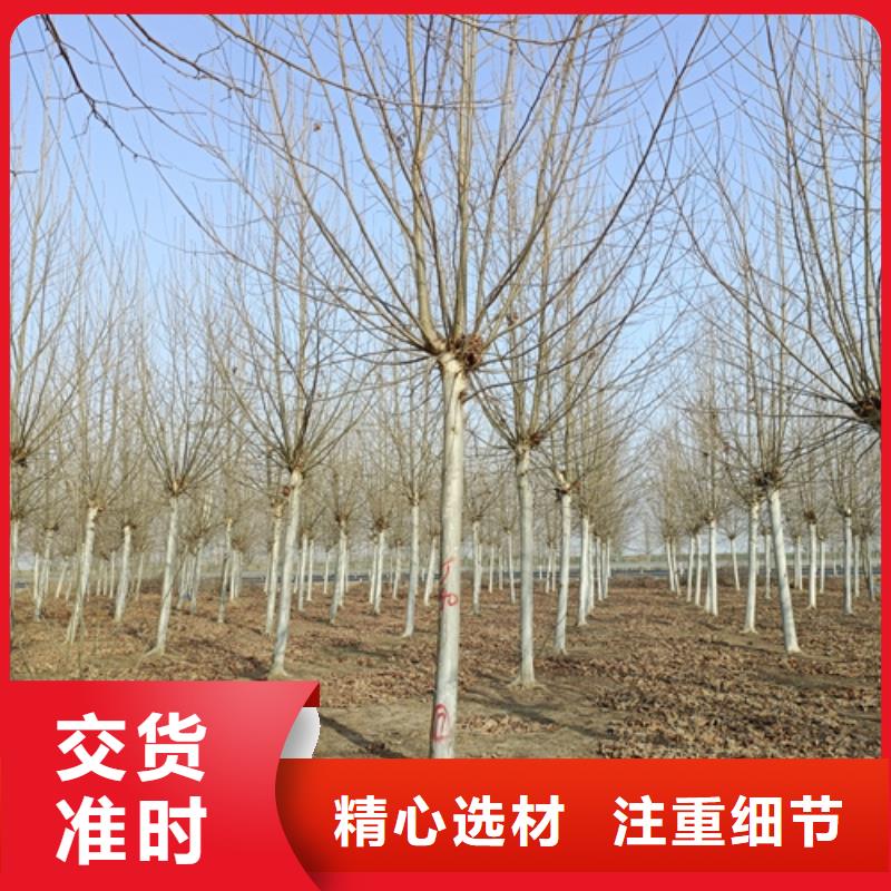 法桐金叶白蜡诚信为本