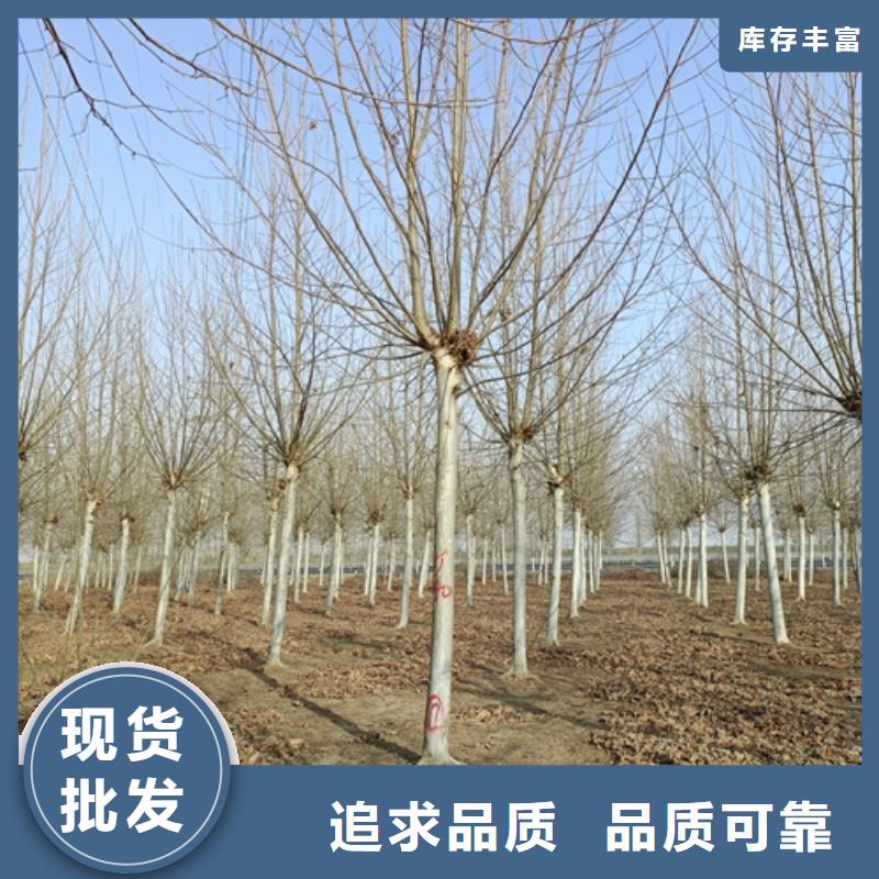 法桐白蜡优选厂商