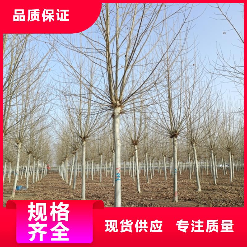 【法桐】国槐定制批发
