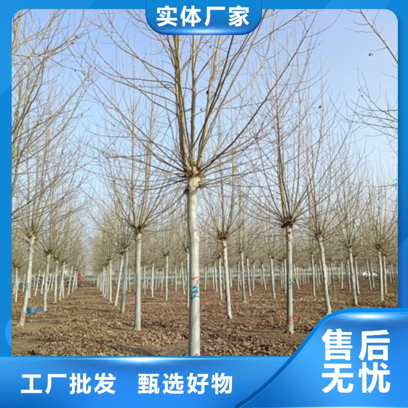 法桐国槐支持加工定制