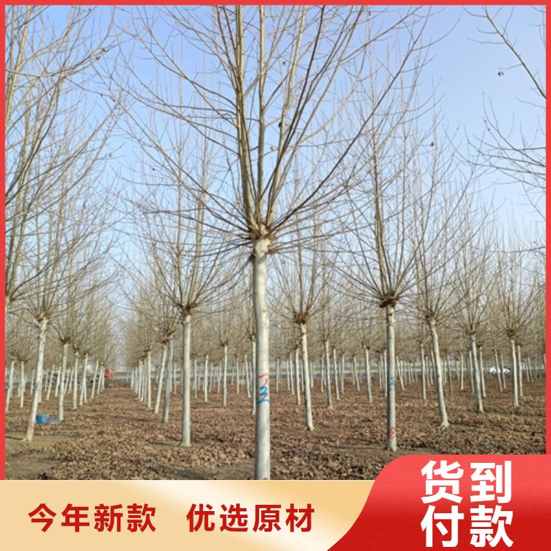 法桐美国红枫优质工艺