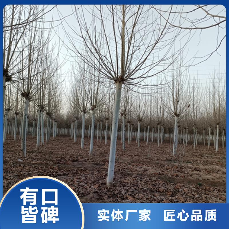 法桐白蜡客户好评
