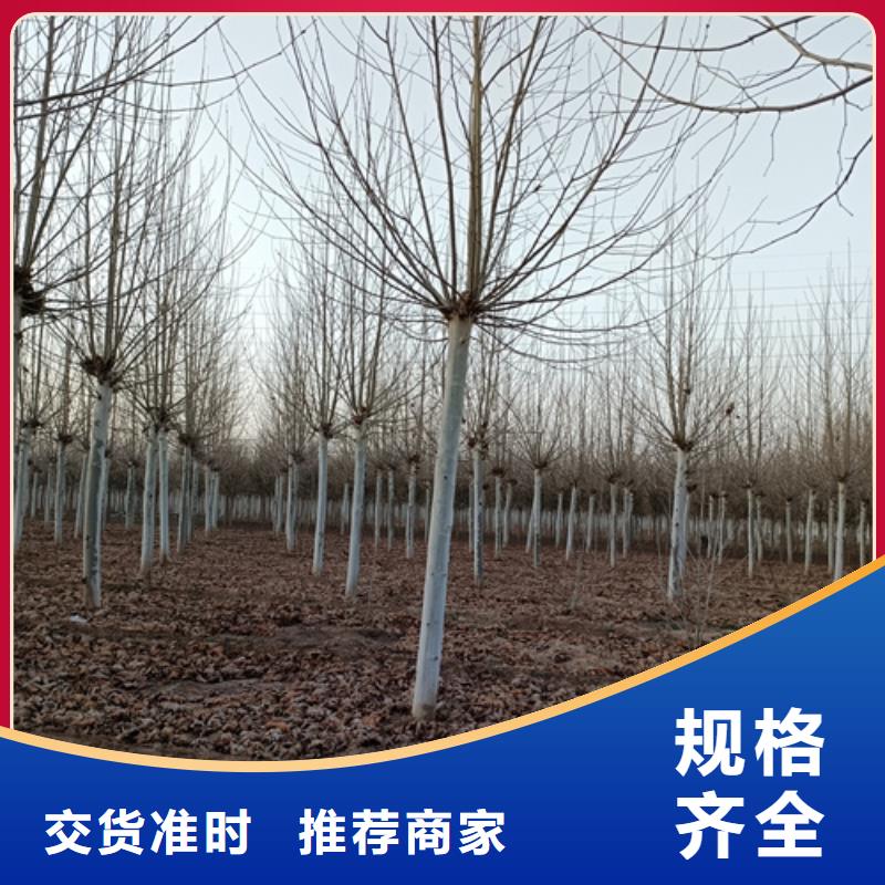法桐截杆发帽品质商家