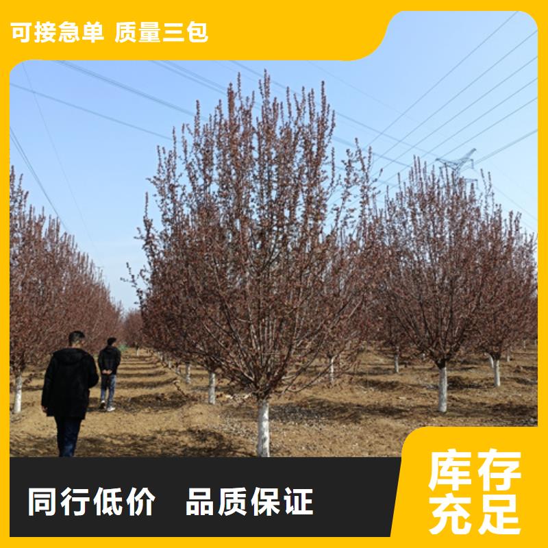 法桐西府海棠联系厂家