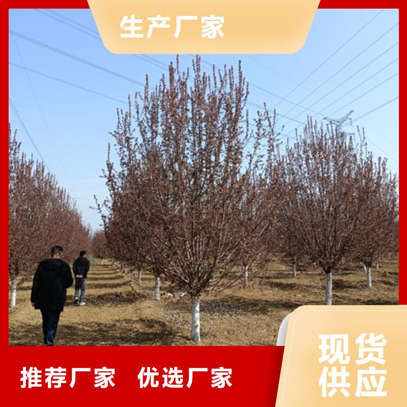 法桐,黄金槐好产品好服务