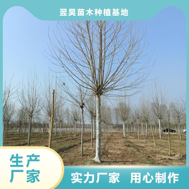 法桐型号齐全