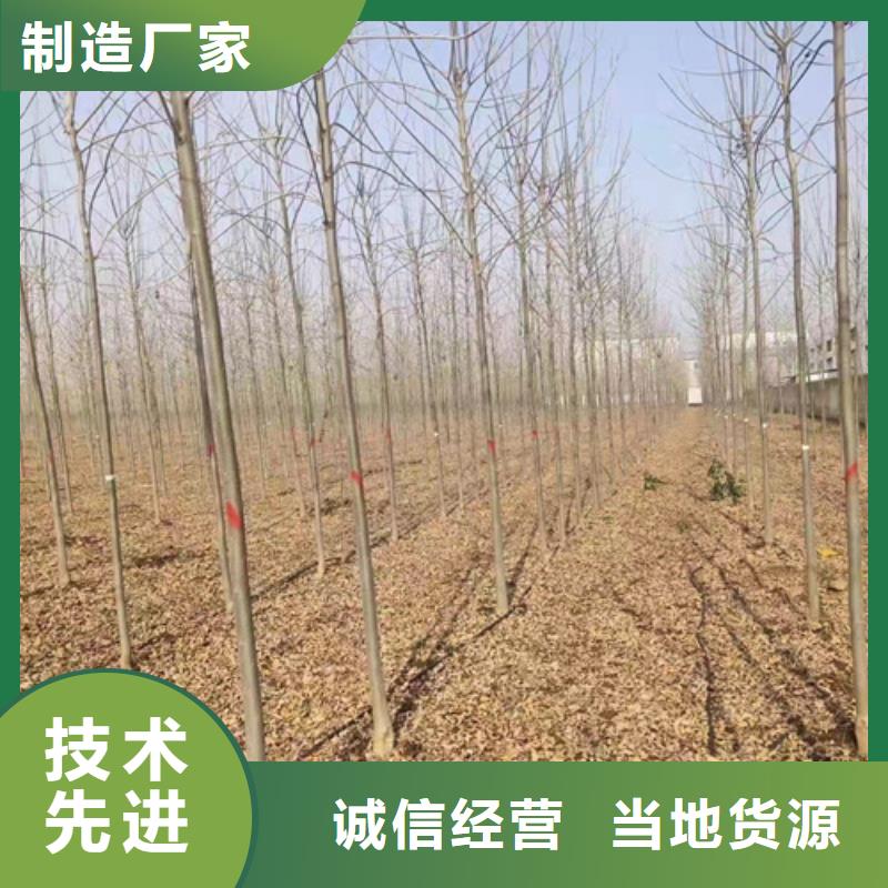 法桐北京栾经验丰富品质可靠