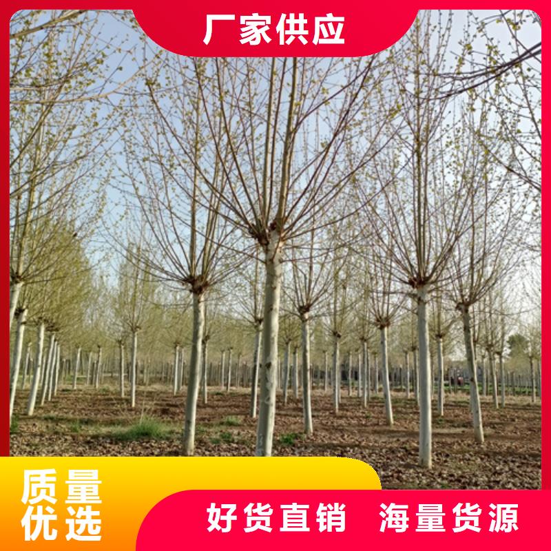 【法桐黄金槐实体厂家支持定制】