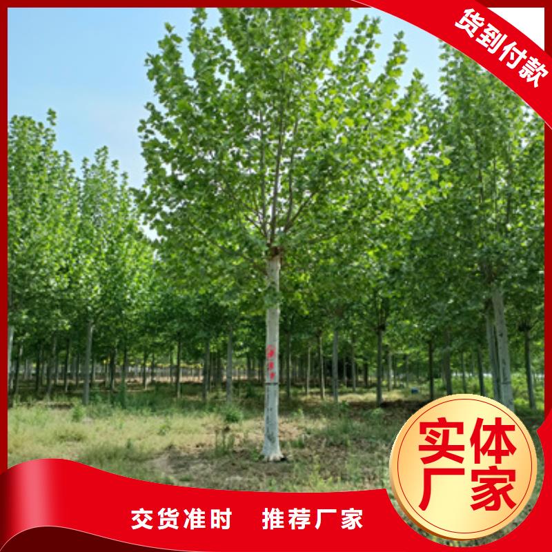 法桐【五角枫】品质保证实力见证