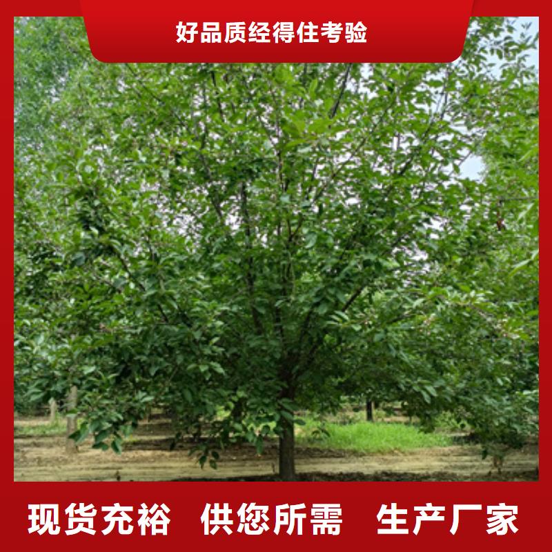 法桐【五角枫】品牌专营