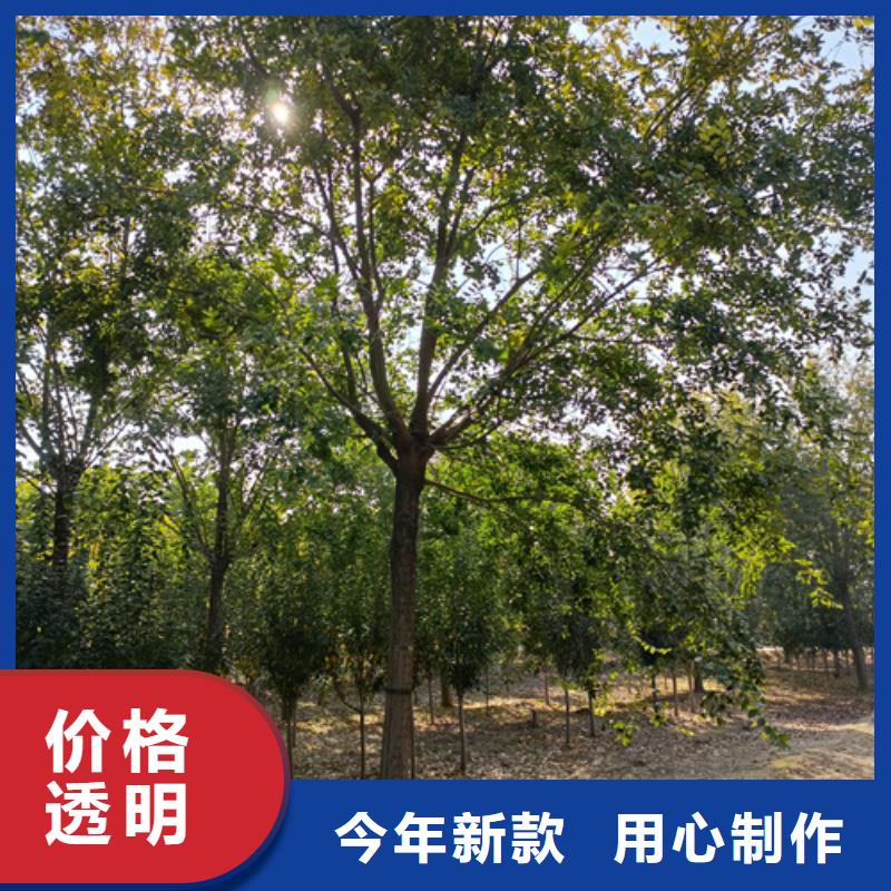 【法桐详细参数】