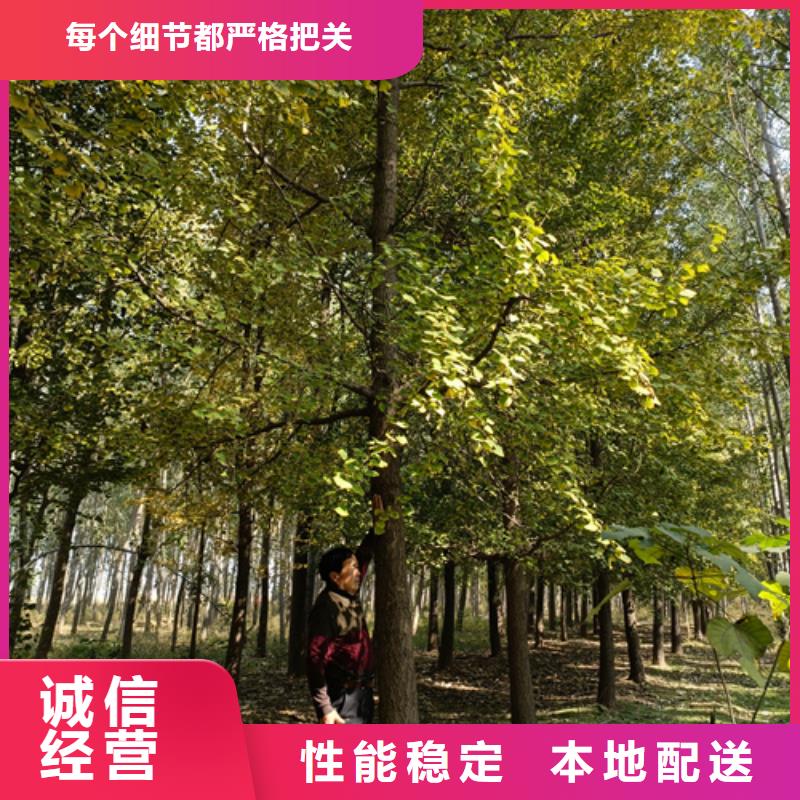 法桐_北京栾实力公司
