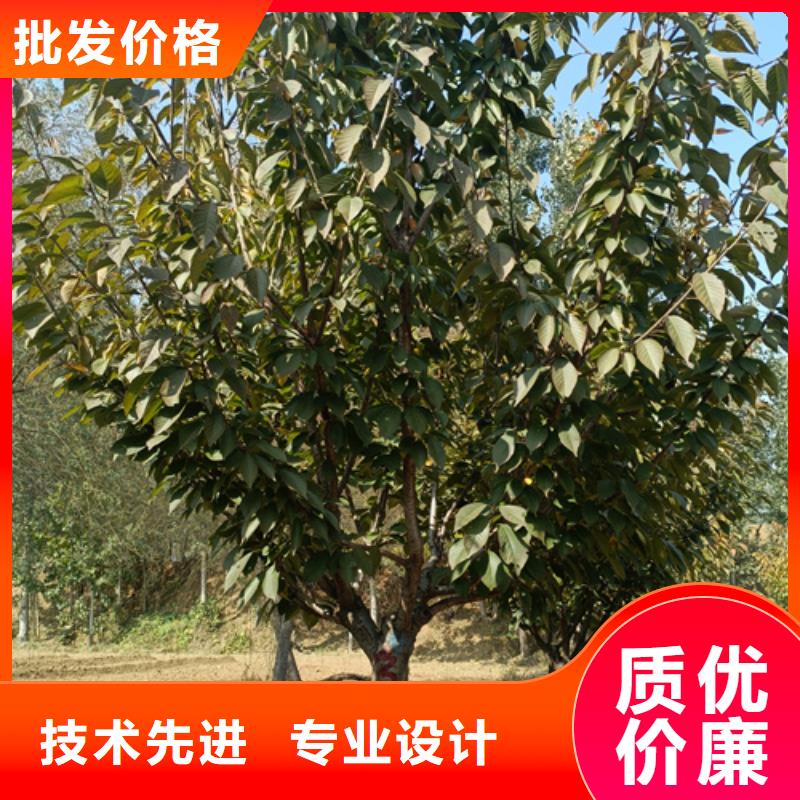 【法桐】_北京栾质量优选