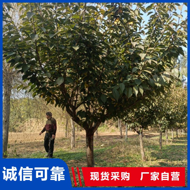 法桐国槐拒绝中间商