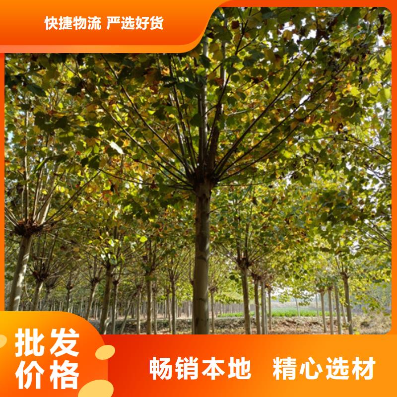 法桐美国红枫优质工艺