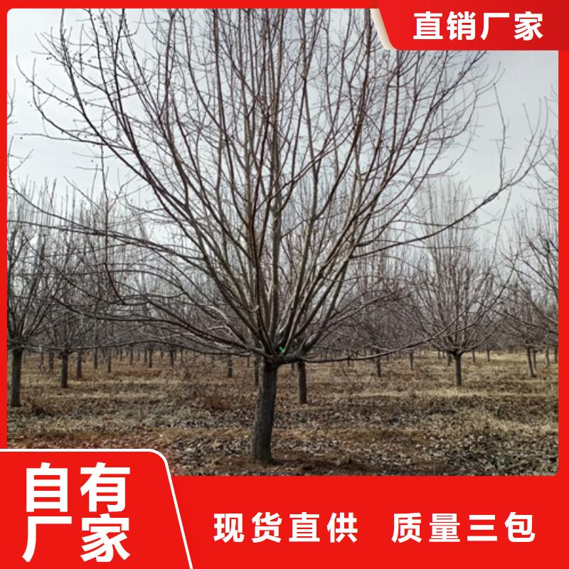 【法桐,黄金槐现货】