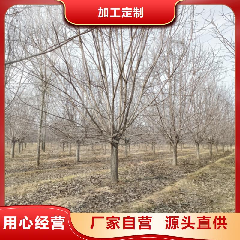 法桐-金叶复叶槭用的放心