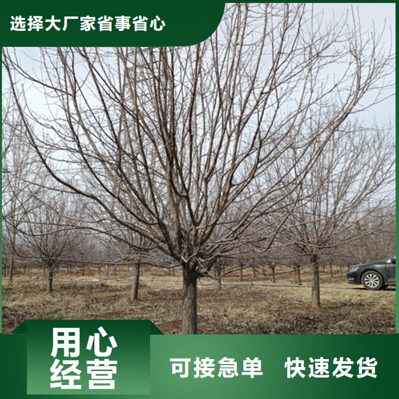 法桐型号齐全