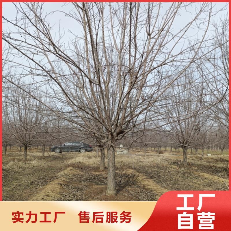 【法桐-白蜡源头厂家】