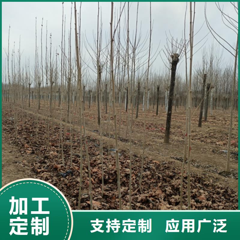 法桐型号齐全