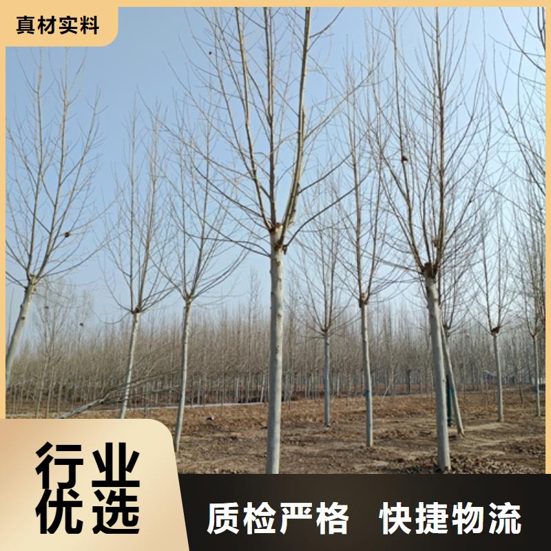 【法桐】国槐厂家规格全