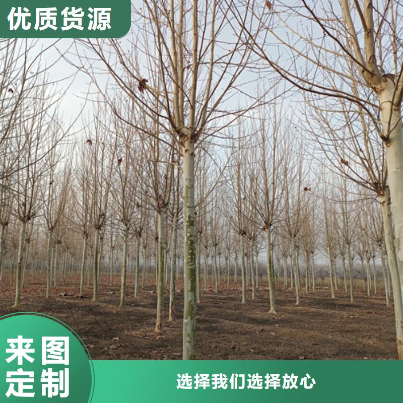 法桐五角枫质量无忧