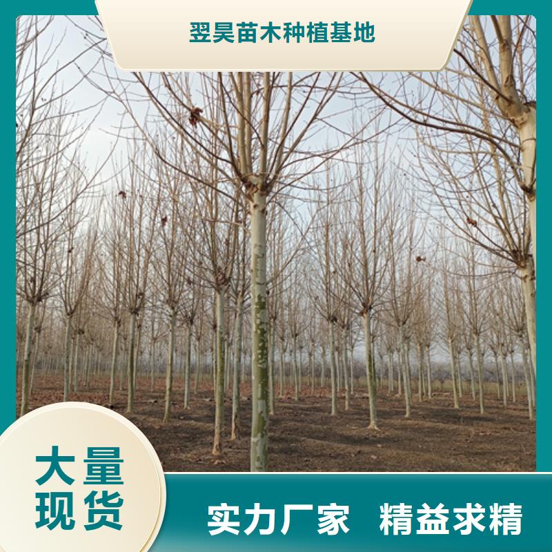 法桐美国红枫品质好才是硬道理