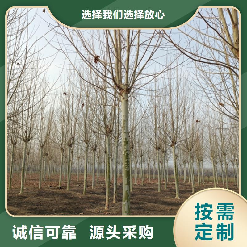 法桐_白蜡专注细节专注品质