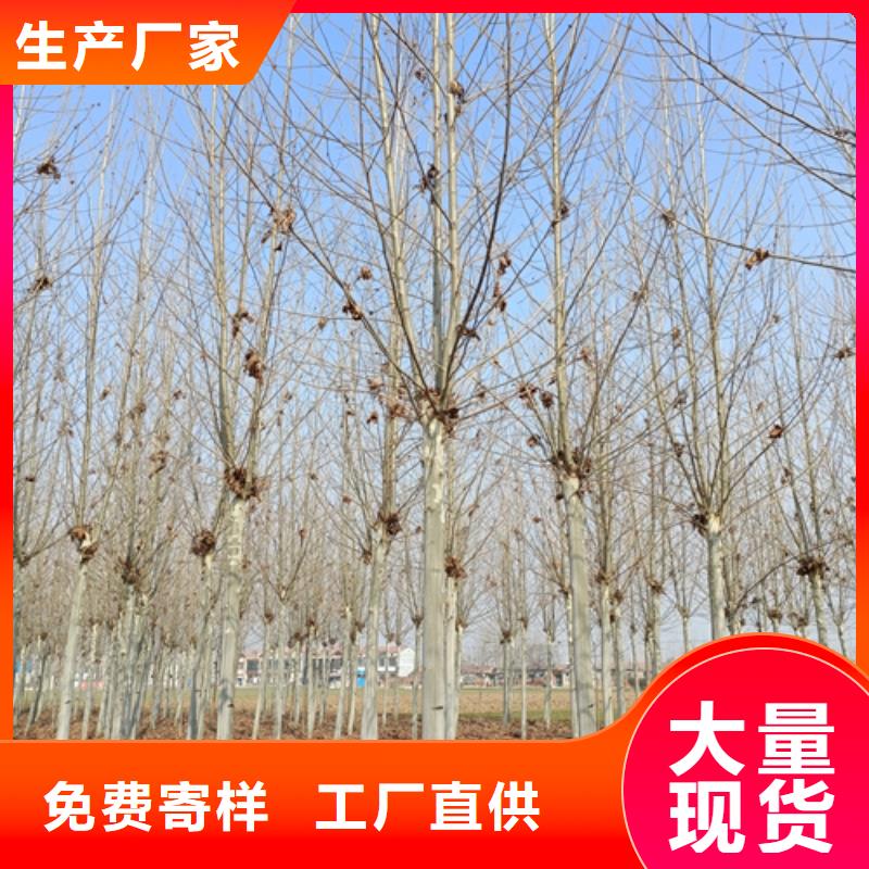 法桐【白蜡】价格透明