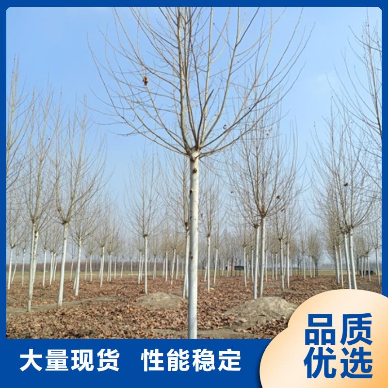 【法桐】秋紫白蜡多种场景适用