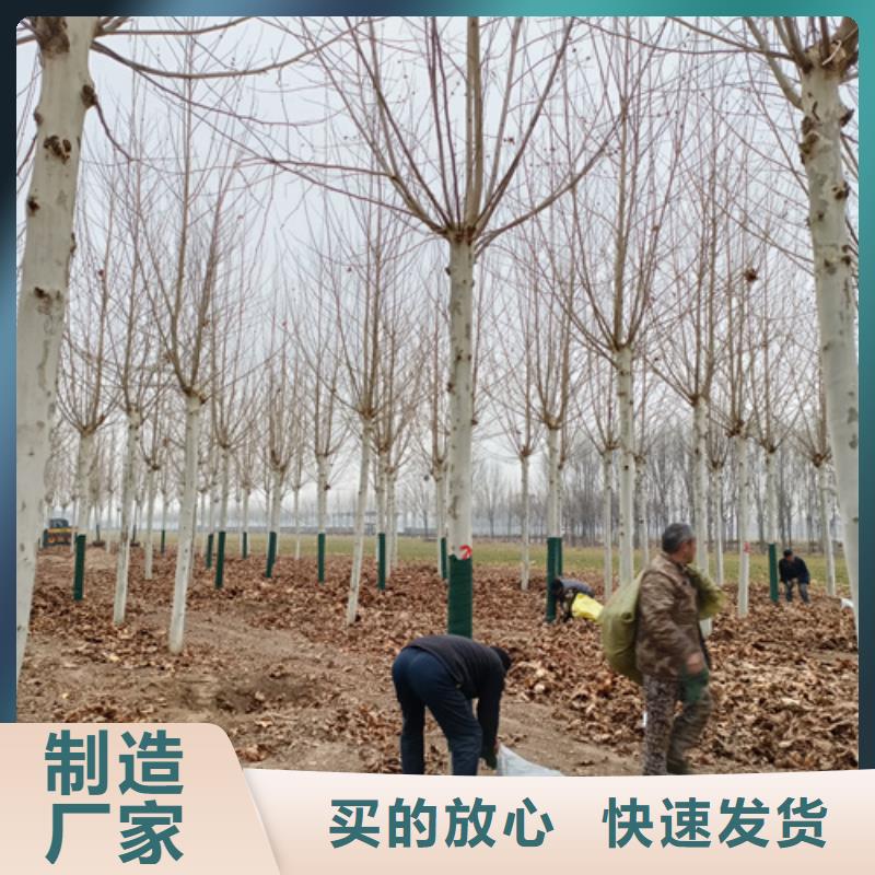 法桐【五角枫】品牌专营