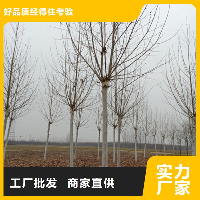 法桐五角枫好货有保障