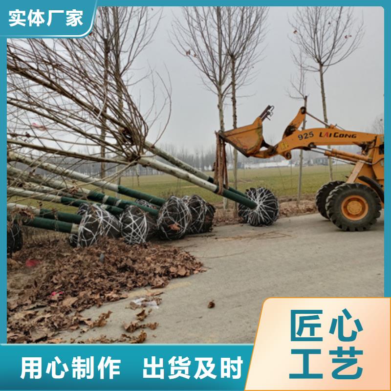 法桐_白蜡专注细节专注品质