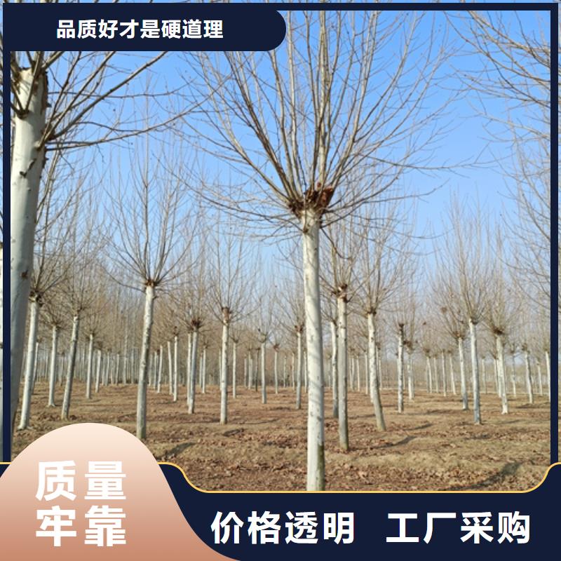 法桐极速发货