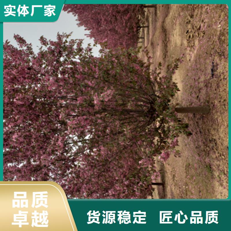 法桐,炫丽海棠设计制造销售服务一体