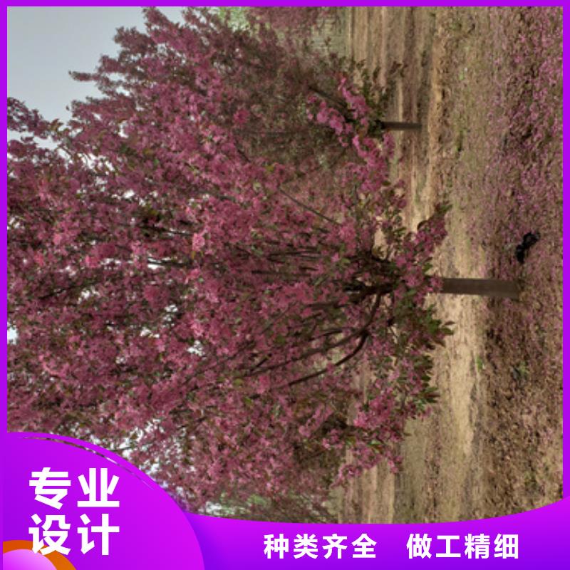 法桐白蜡一站式供应厂家